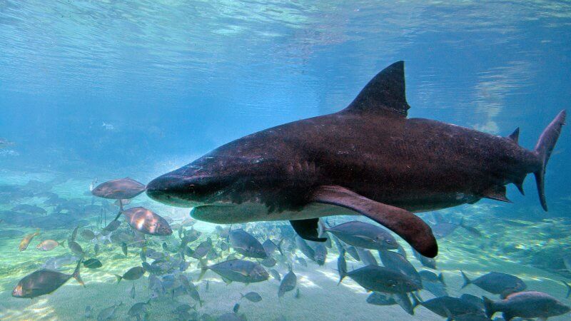 Beautiful underwater Bull shark