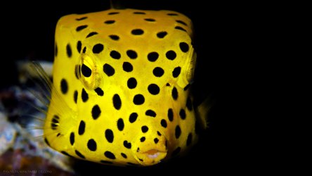 Juvenile Yellow Box Fish - Whitsunday Diving Academy