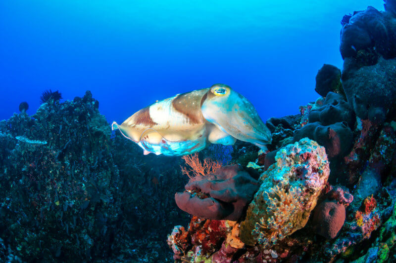 See Cuttlefish on a coral Reef
