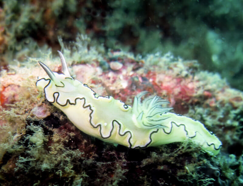 Nudibranchs, Great Barrier Reef Favourites