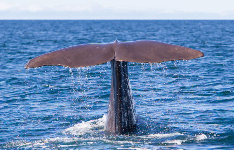 See whales in the Whitsundays in the spring months